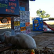 Korean Livestreams of Stray Cats Eating Are Basically Neko Atsume in Real Life